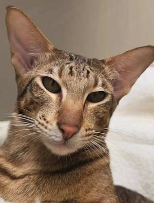 OKH Siam Katze