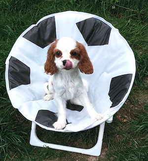 Cavalier King Charles Welpen 