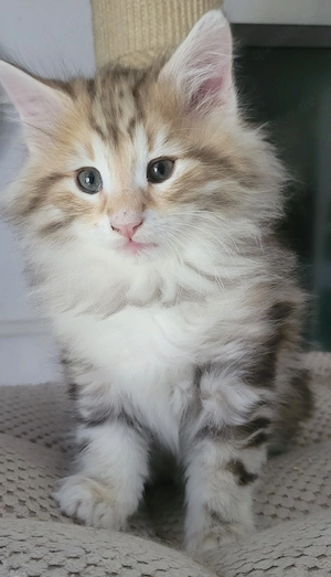 Norwegische Waldkatzen Kitten mit Stammbaum Bild 3