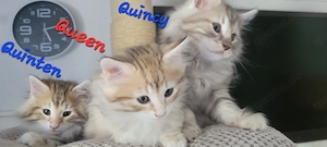 Norwegische Waldkatzen Kitten mit Stammbaum