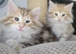 Norwegische Waldkatzen Kitten mit Stammbaum Bild 2