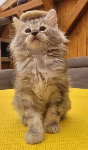 Norwegische Waldkatzen Kitten mit Stammbaum Bild 4