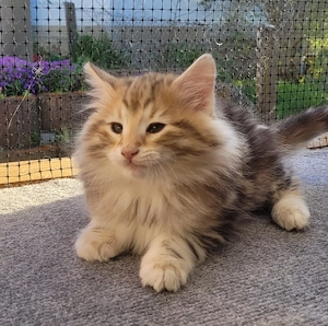 Norwegische Waldkatzen Kitten mit Stammbaum Bild 7