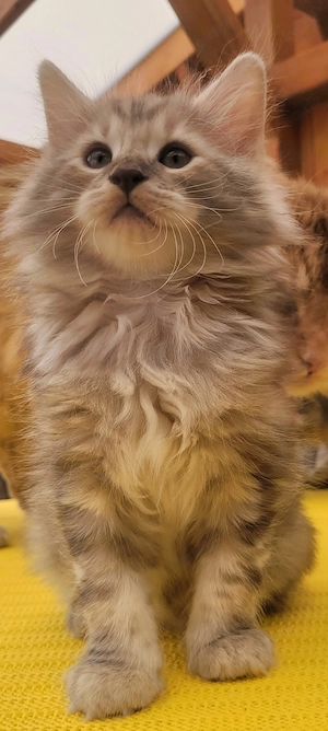 Norwegische Waldkatzen Kitten mit Stammbaum Bild 5