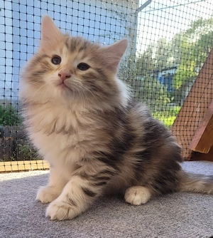 Norwegische Waldkatzen Kitten mit Stammbaum Bild 6