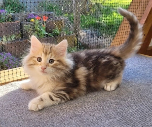 Norwegische Waldkatzen Kitten mit Stammbaum Bild 9
