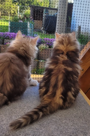 Norwegische Waldkatzen Kitten mit Stammbaum Bild 10