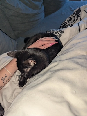 verkaufe hier meine katze luna 
