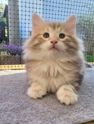 Norwegische Waldkatzen Kitten mit Stammbaum Bild 8