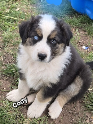 Australian Shepherd Welpen mit blauen und braungrüne Augen - image 3