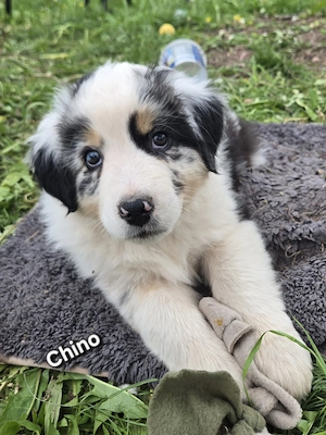 Australian Shepherd Welpen mit blauen und braungrüne Augen