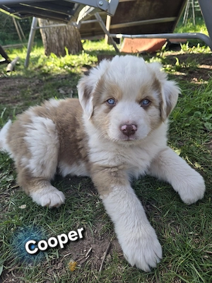 Australian Shepherd Welpen mit blauen und braungrüne Augen - image 5