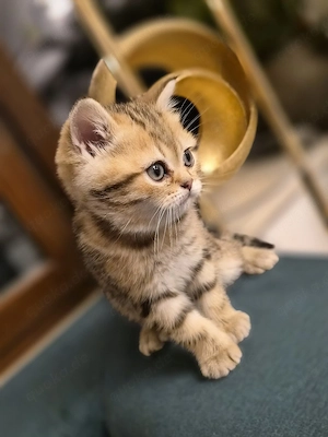 letzter seltener BKH BuB