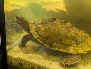 Falsche Landkarten-Höckerschildkröte in gute Hände abzugeben 