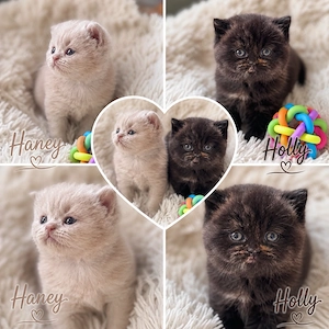 Reinrassige BKH Kitten 