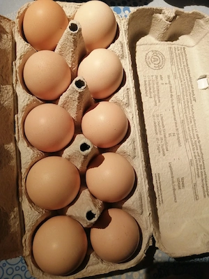 Barnevelder 
