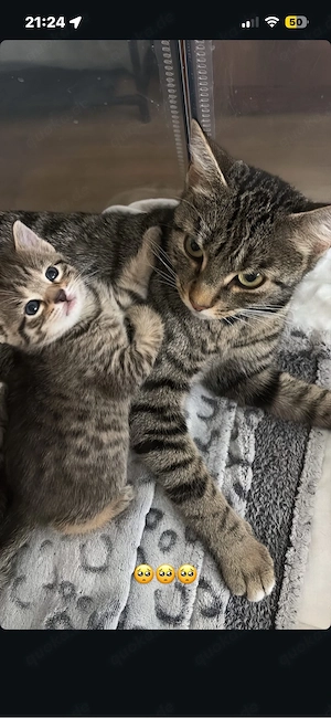 Baby Katzen 
