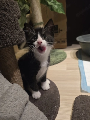 Bezauberndes Kätzchen sucht ein liebevolles Zuhause!