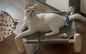 Weißer Deckkater  Bild 3