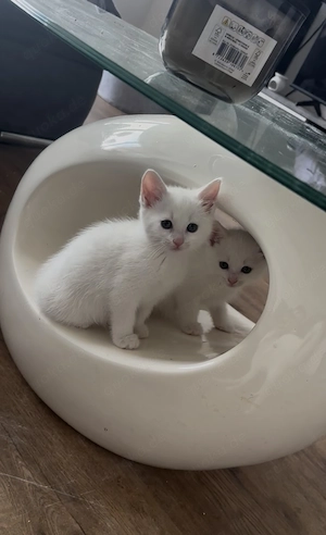 Weißer Deckkater  Bild 4