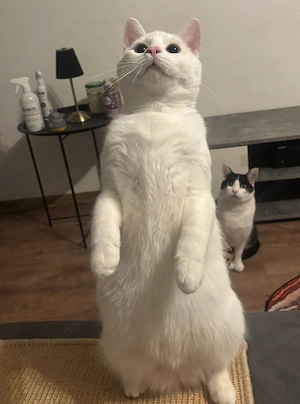Weißer Deckkater  Bild 2