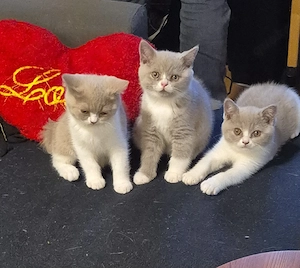 3 süße bkh kitten kater