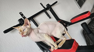 Devon Rex Kater  Gabriel  zu verkaufen
