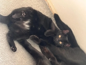 Süße schwarze Katzen zu verkaufen