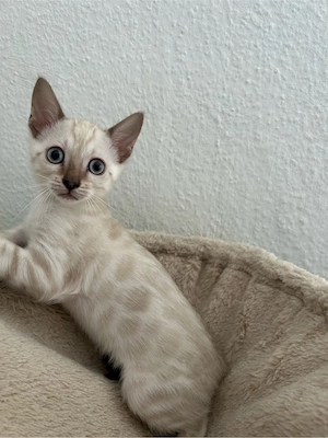 Snow Bengal Weibchen