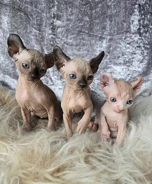 Sphynx-Kätzchen 