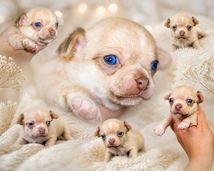 Wunderschöne Chihuahua Welpen in kh und Lh 