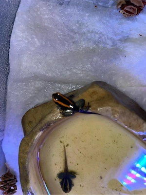 Phyllobates Vittatus Bild 2