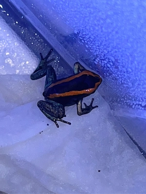 Phyllobates Vittatus Bild 4