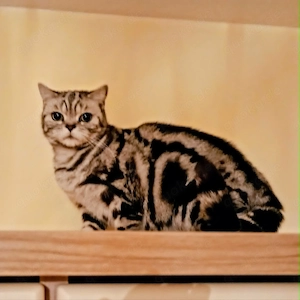 BKH, Britisch Kurzhaar Katze, Black silver tabby, whiskas, 3 Jahre