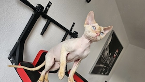 Devon Rex Kater  Gabriel