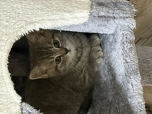 Reinrassige BKH Kitten 