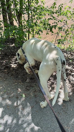 Deutsche Dogge Rüde