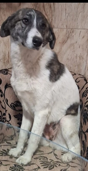 Rafaella ist 7 Monate und wird ca. 50-55 cm Bild 3