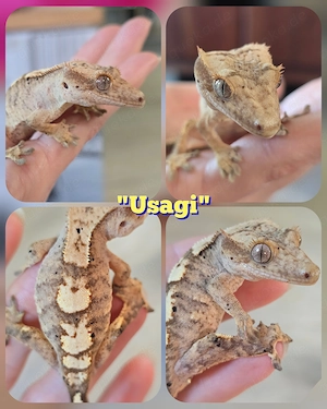 0.0.1 Correlophus ciliatus Kronengecko "Usagi"