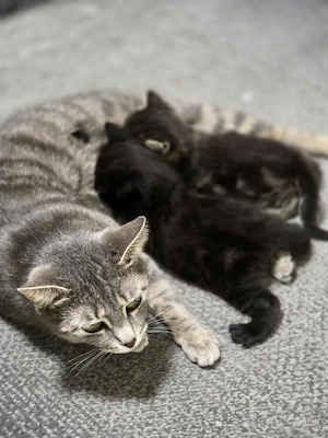 Katzenbabys, Babykatzen,Kitten Bild 2