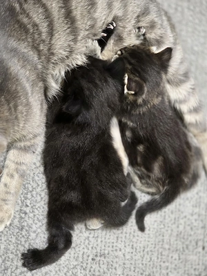 Katzenbabys, Babykatzen,Kitten Bild 3
