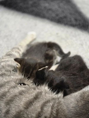 Babykatzen,Katzenbabys