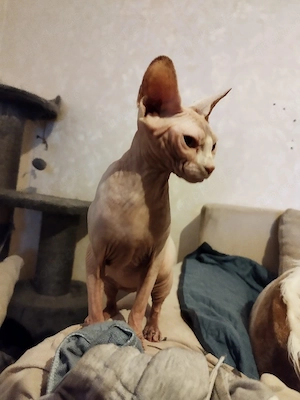 Süße Sphynx Katze 