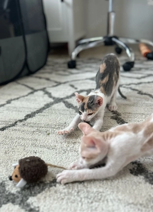Elf-Sphynx-Kätzchen (weiblich) 