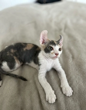 Elf-Sphynx-Kätzchen (weiblich) 