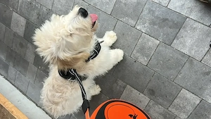 Vier Monate alter Goldendoodle Welpe zu verkaufen