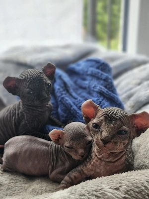 Sphynx kitten zu verkaufen 