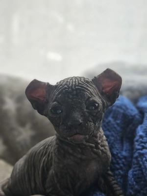 Sphynx kitten zu verkaufen  Bild 3