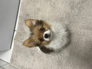 Pomeranian Biewer Yorkshire Terrier Welpe 