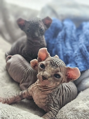 Sphynx kitten zu verkaufen  Bild 2